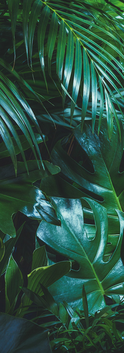 HB SPC/vinyl vízálló fali panel, Tropical Forest Leaves (2605 x 934 mm)