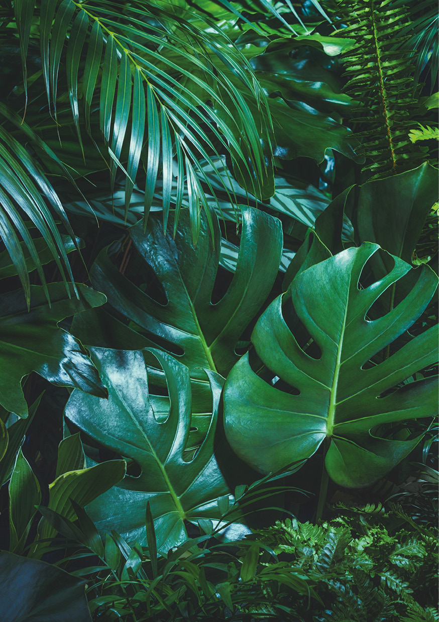HB SPC/vinyl vízálló fali panel, Tropical Forest Leaves (2605 x 1868 mm)