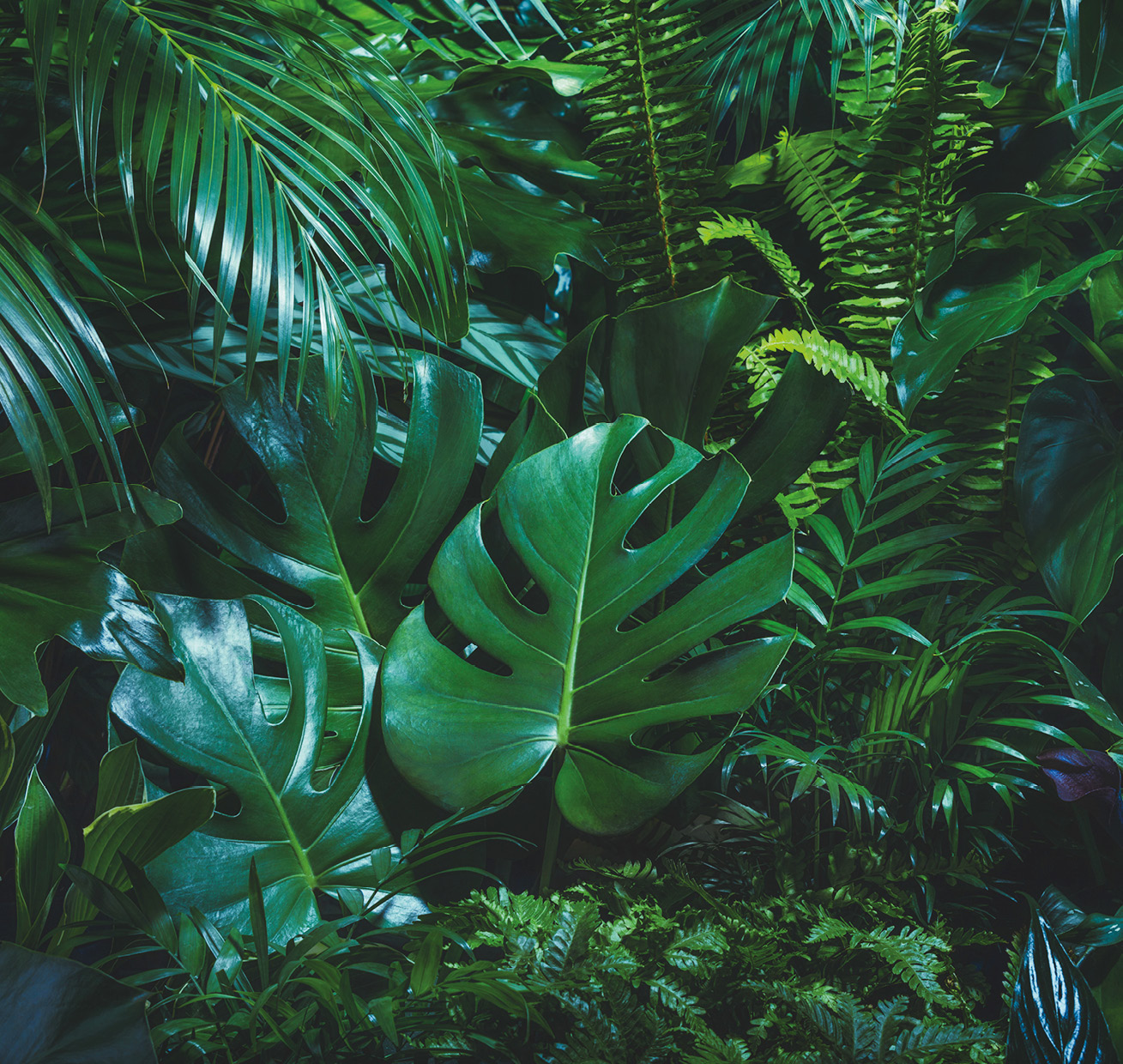 HB SPC/vinyl vízálló fali panel, Tropical Forest Leaves (2605 x 2802 mm)