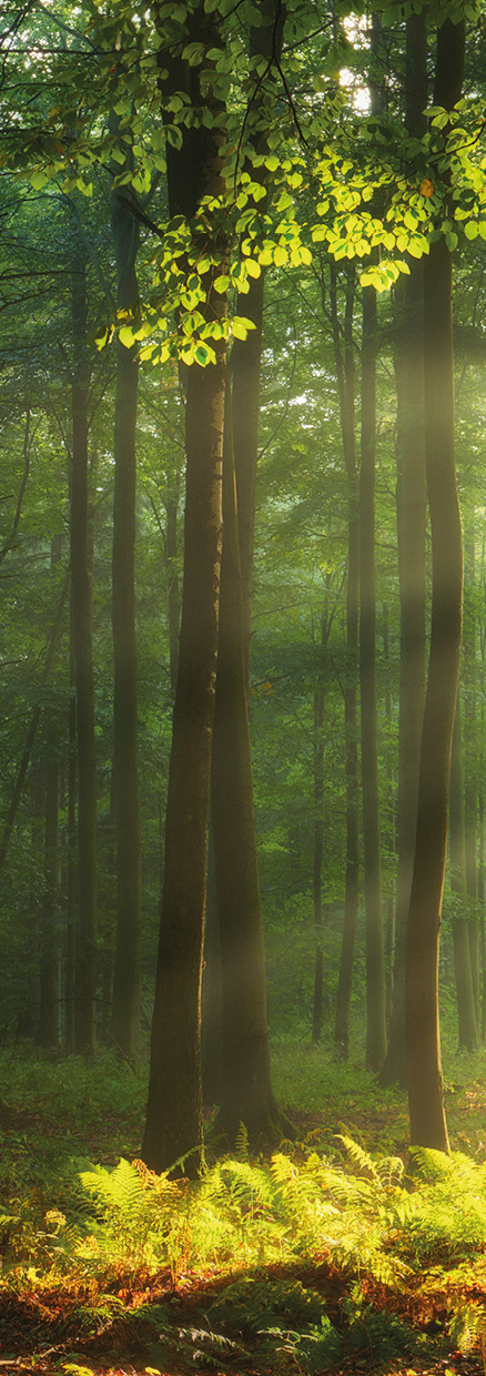 HB SPC/vinyl vízálló fali panel, Sunny Forest (2605 x 934 mm)