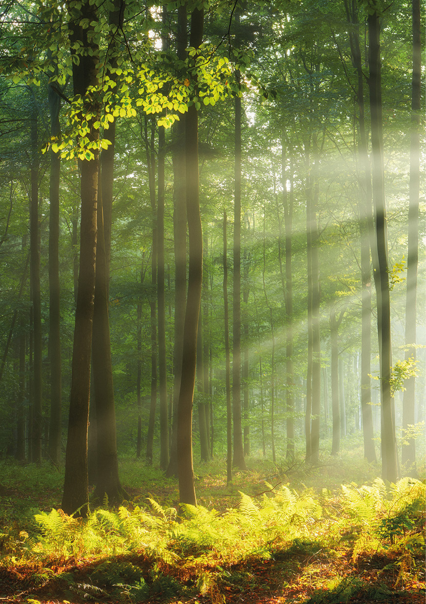 HB SPC/vinyl vízálló fali panel, Sunny Forest (2605 x 1868 mm)
