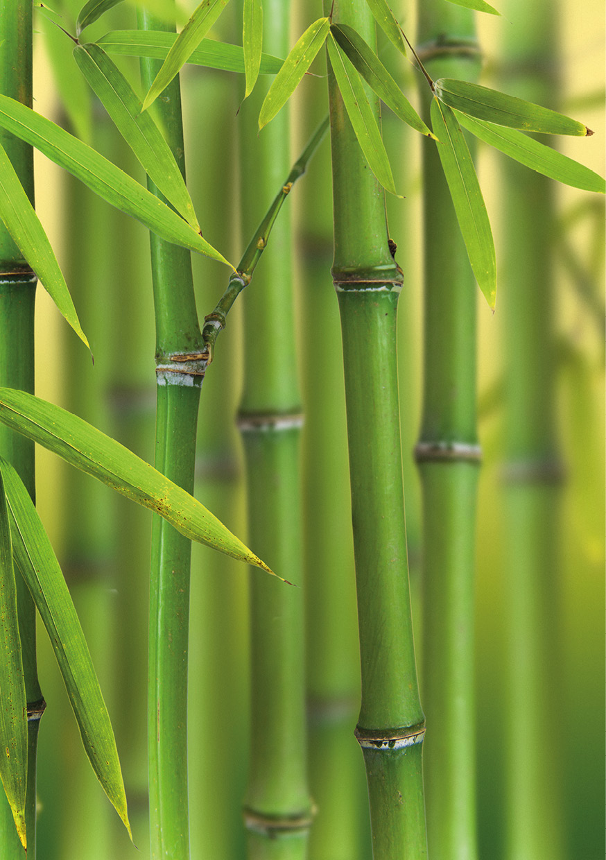 HB SPC/vinyl vízálló fali panel, Bamboo Sprouts (2605 x 1868 mm)