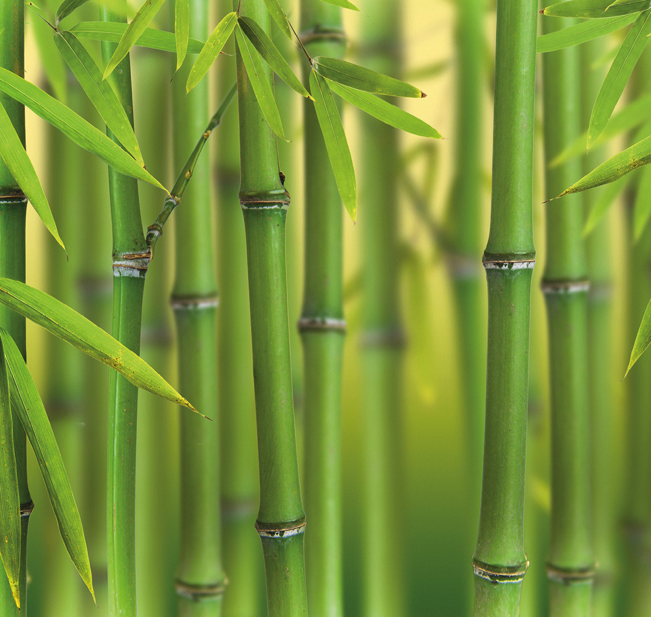 HB SPC/vinyl vízálló fali panel, Bamboo Sprouts (2605 x 2802 mm)