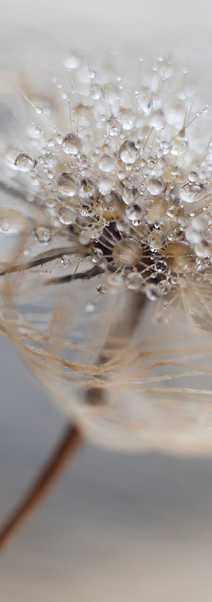 HB SPC/vinyl vízálló fali panel, Delicate Dry Grass Branch (2605 x 934 mm)