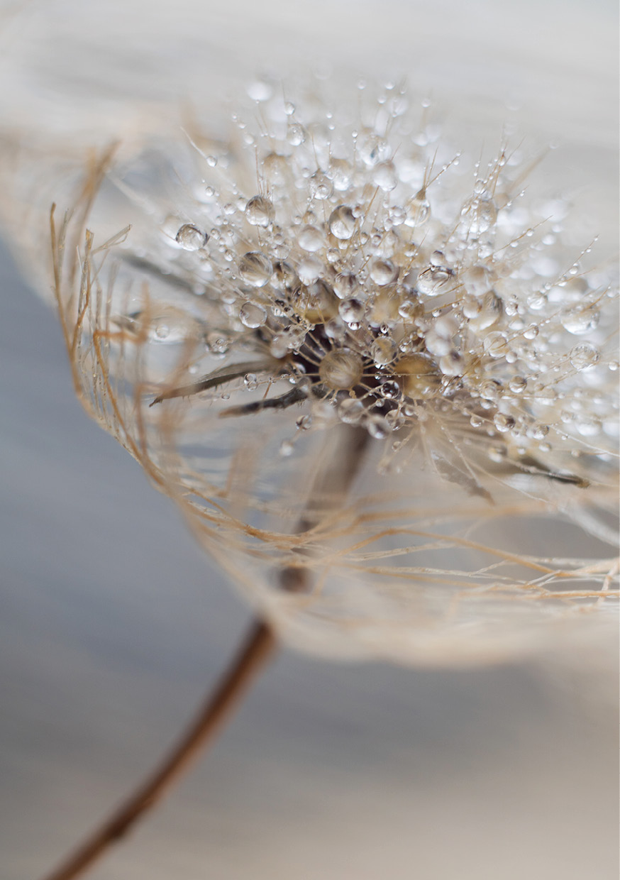HB SPC/vinyl vízálló fali panel, Delicate Dry Grass Branch (2605 x 1868 mm)