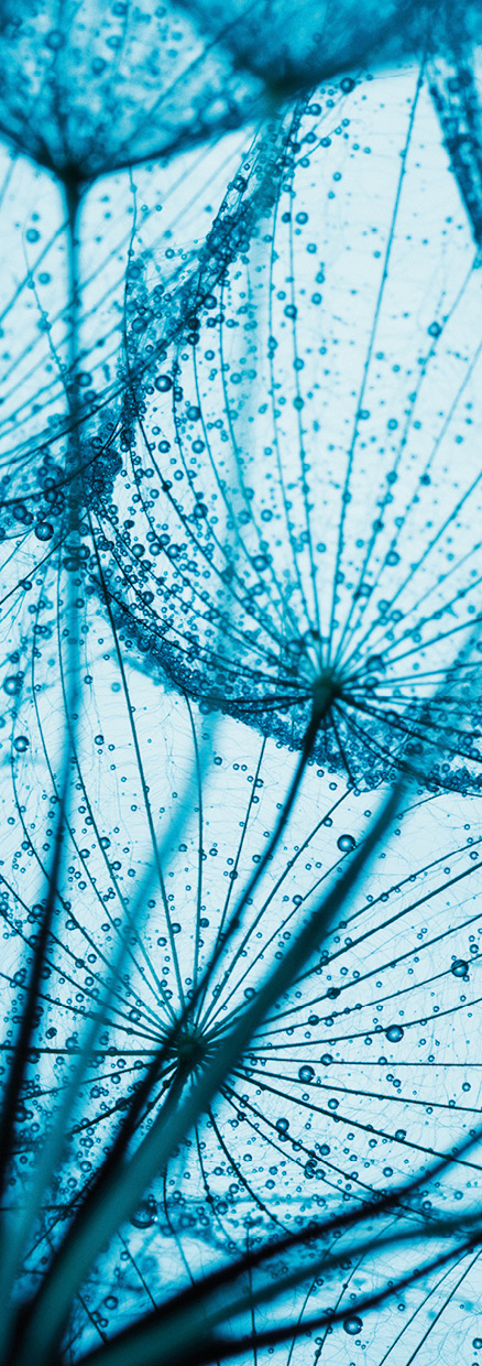 HB SPC/vinyl vízálló fali panel, Taraxamcum with Dew Drops (2605 x 934 mm)