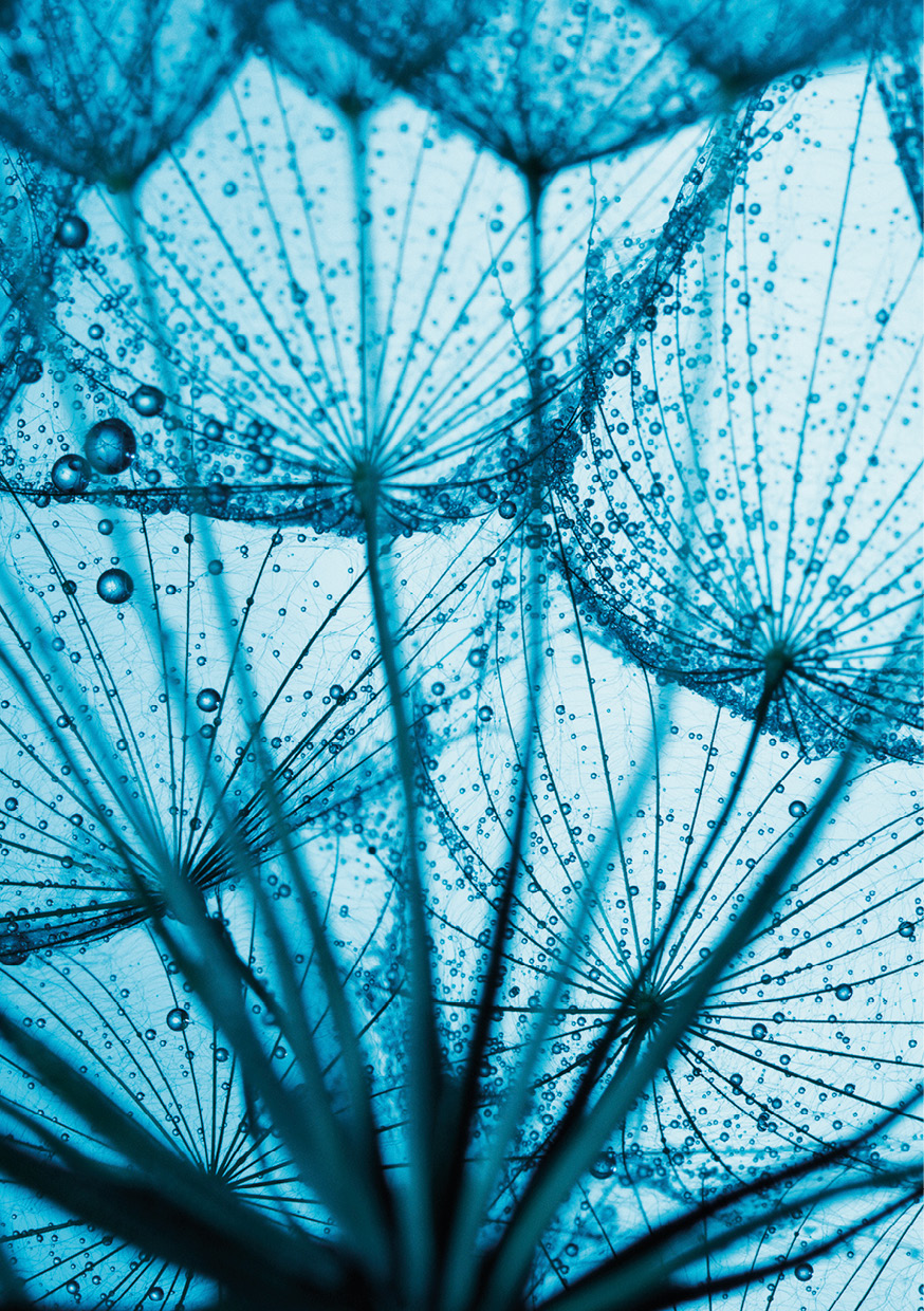 HB SPC/vinyl vízálló fali panel, Taraxamcum with Dew Drops (2605 x 1868 mm)