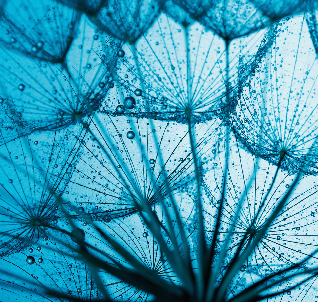 HB SPC/vinyl vízálló fali panel, Taraxamcum with Dew Drops (2605 x 2802 mm)