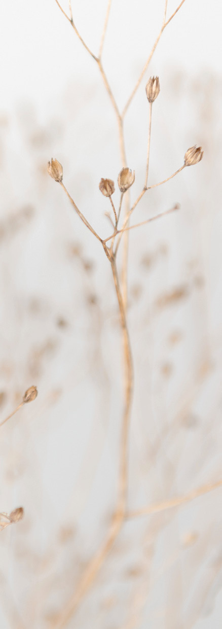 HB SPC/vinyl vízálló fali panel, Dry Grass Branches (2605 x 934 mm)