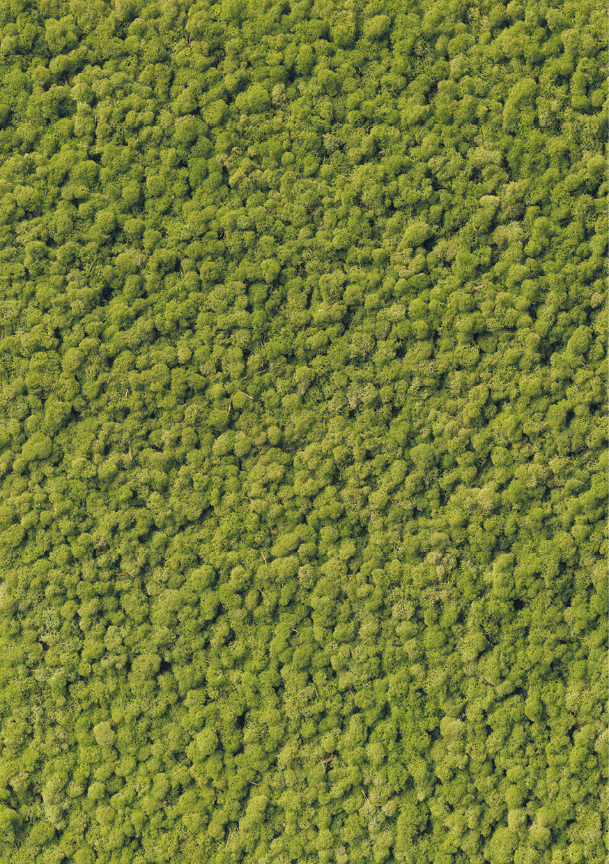 HB SPC/vinyl vízálló fali panel, Moss (2605 x 1868 mm)