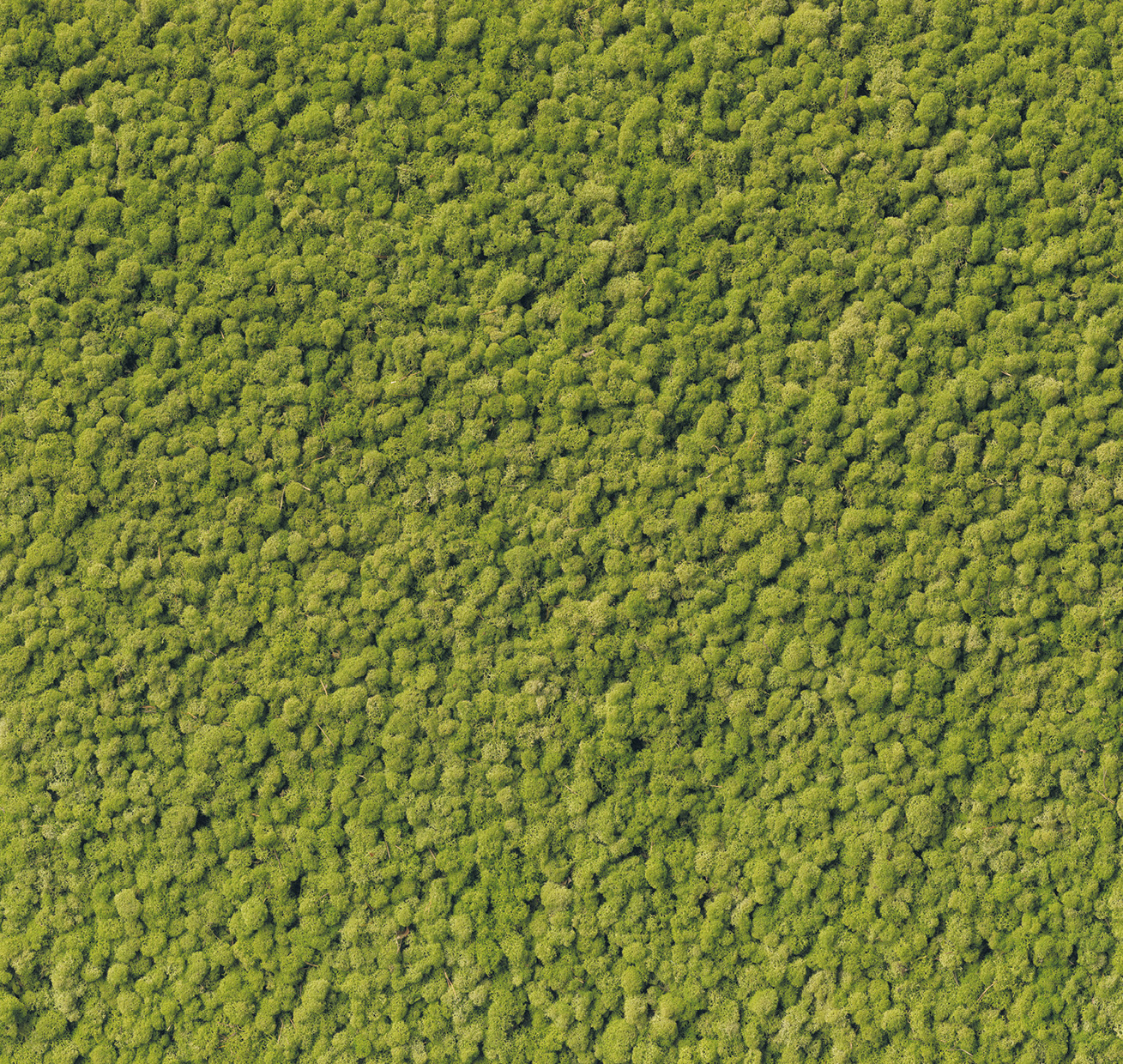 HB SPC/vinyl vízálló fali panel, Moss (2605 x 2802 mm)