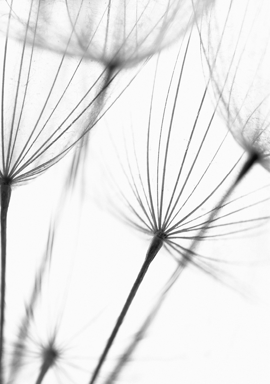 HB SPC/vinyl vízálló fali panel, Seeds of New Life (2605 x 1868 mm)