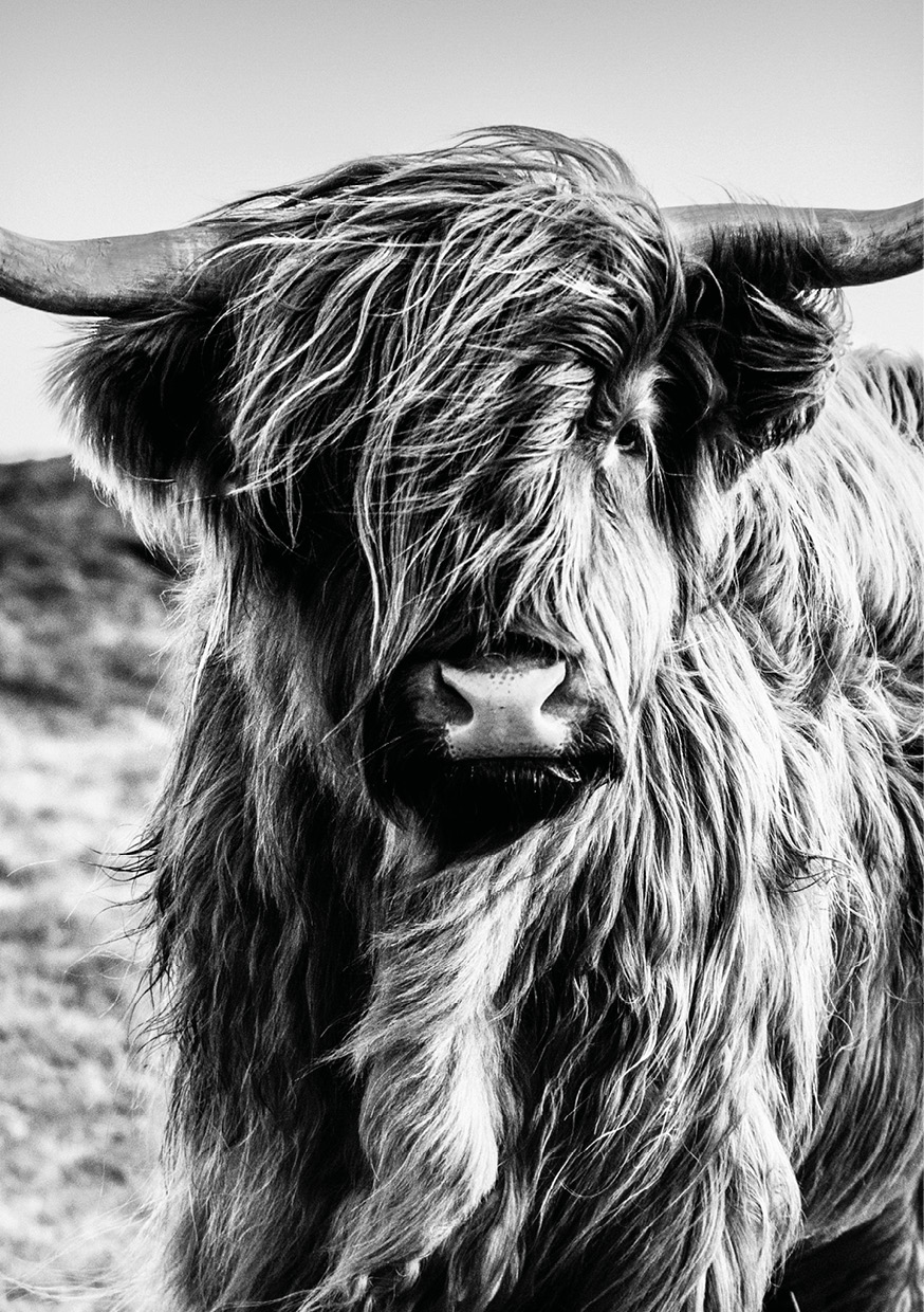 HB SPC/vinyl vízálló fali panel, Highlander (2605 x 1868 mm)