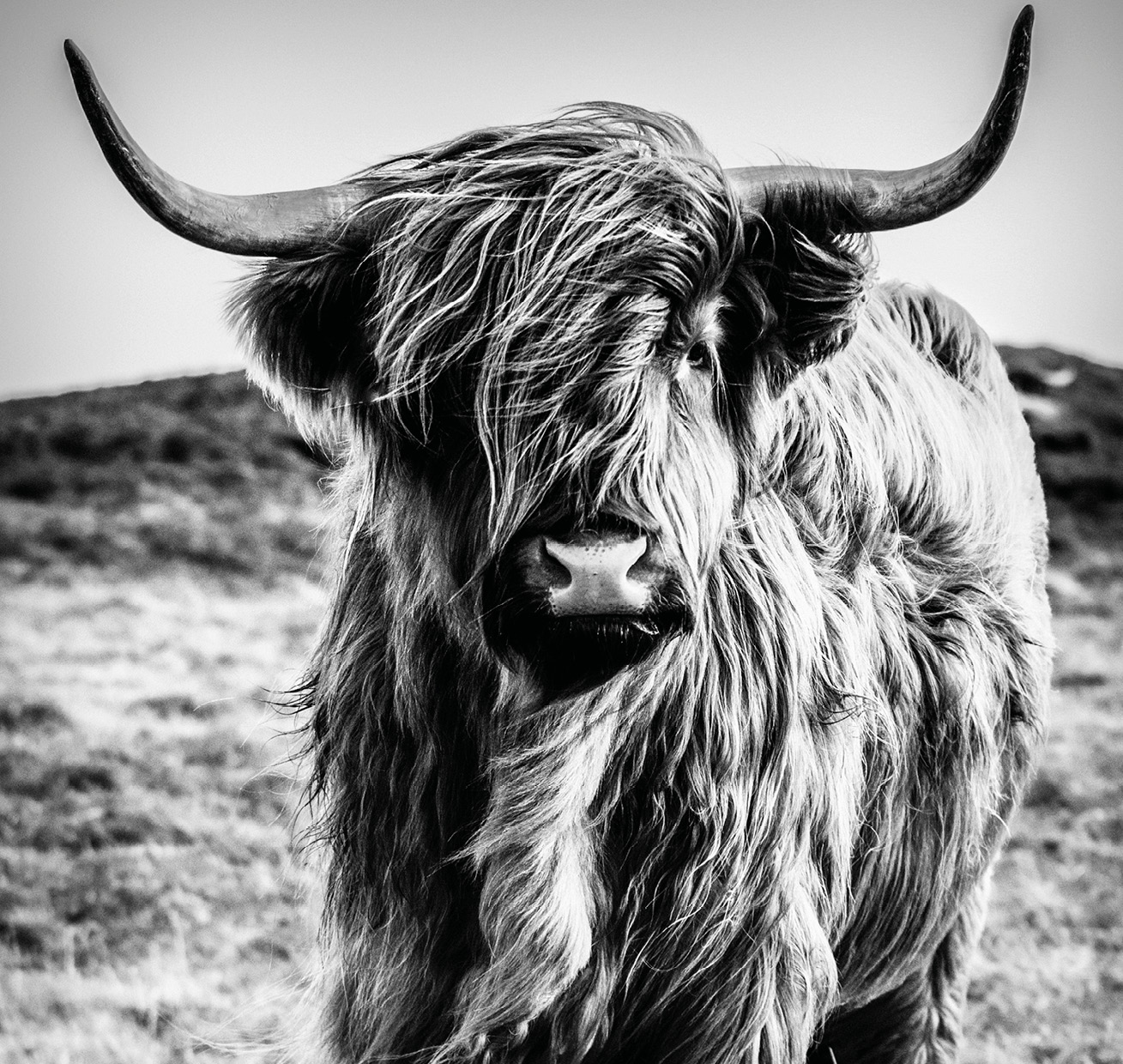 HB SPC/vinyl vízálló fali panel, Highlander (2605 x 2802 mm)