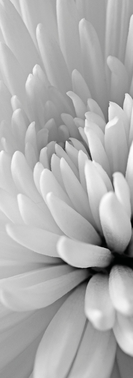 HB SPC/vinyl vízálló fali panel, Chrysanthemum Close Up (2605 x 934 mm)