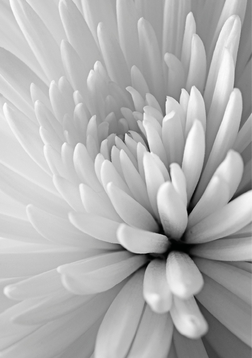 HB SPC/vinyl vízálló fali panel, Chrysanthemum Close Up (2605 x 1868 mm)
