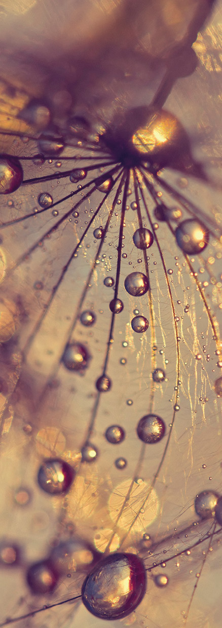 HB SPC/vinyl vízálló fali panel, Dandelion with Golden Drops (2605 x 934 mm)