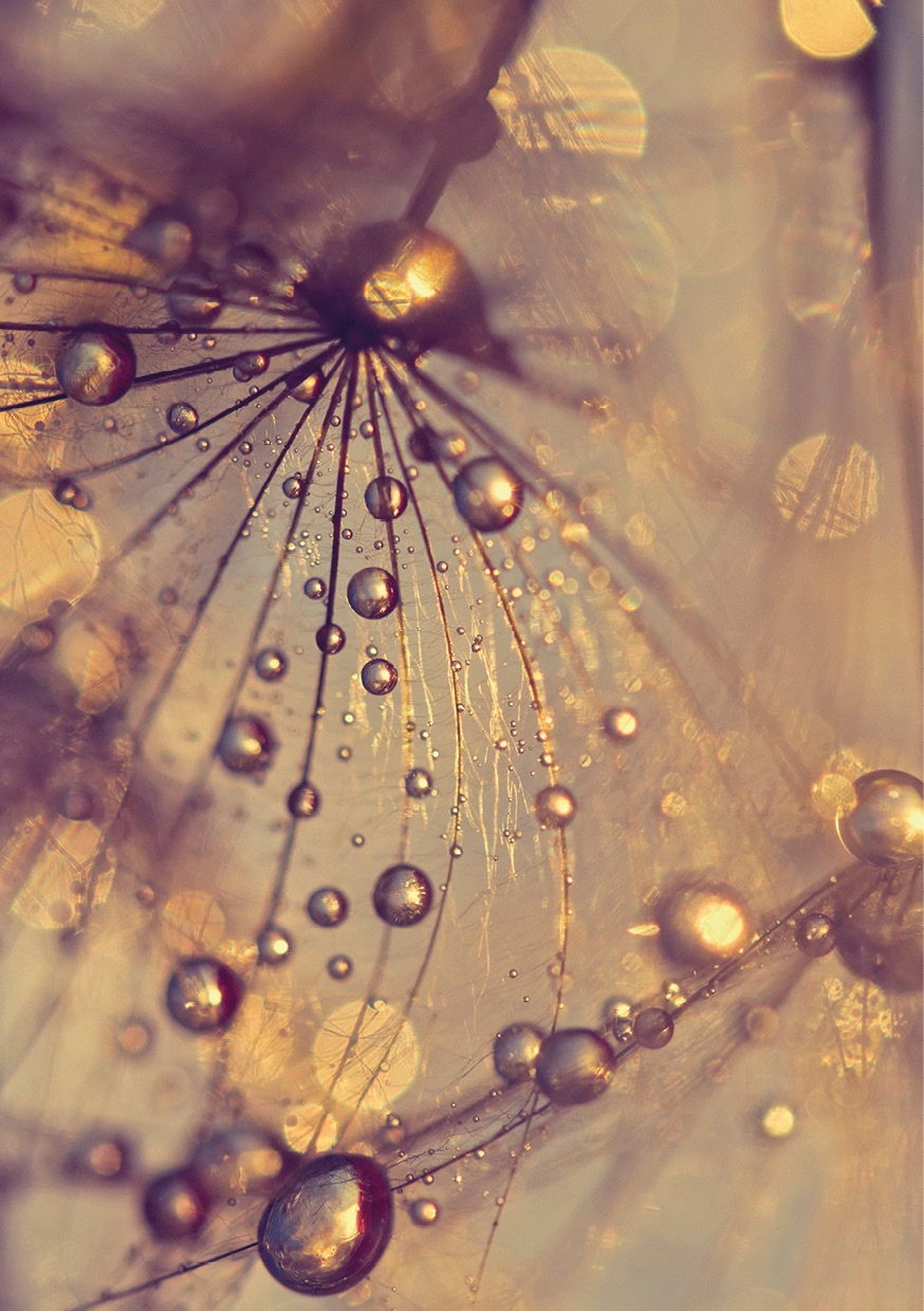 HB SPC/vinyl vízálló fali panel, Dandelion with Golden Drops (2605 x 1868 mm)