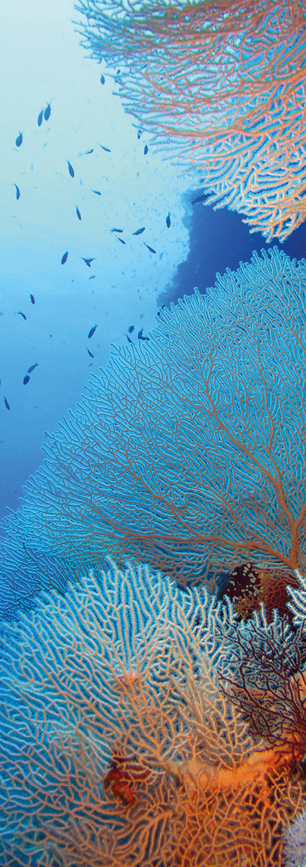 HB SPC/vinyl vízálló fali panel, Red Sea Coral (2605 x 934 mm)