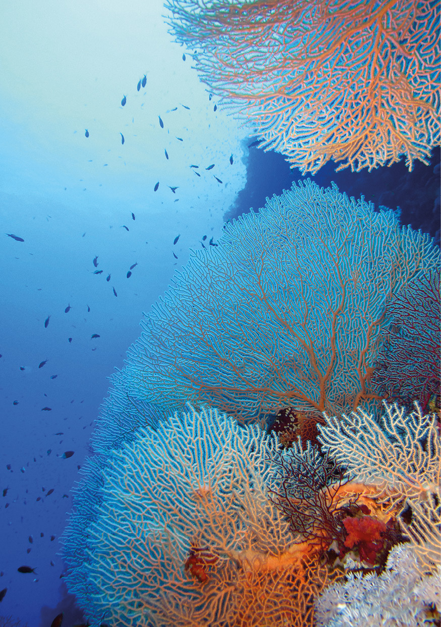 HB SPC/vinyl vízálló fali panel, Red Sea Coral (2605 x 1868 mm)