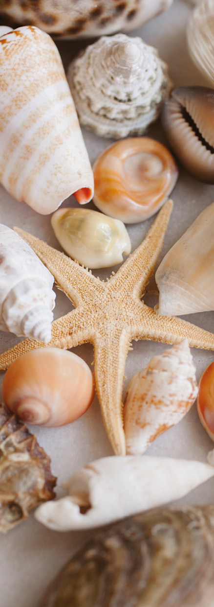 HB SPC/vinyl vízálló fali panel, Seashells and Starfish (2605 x 934 mm)