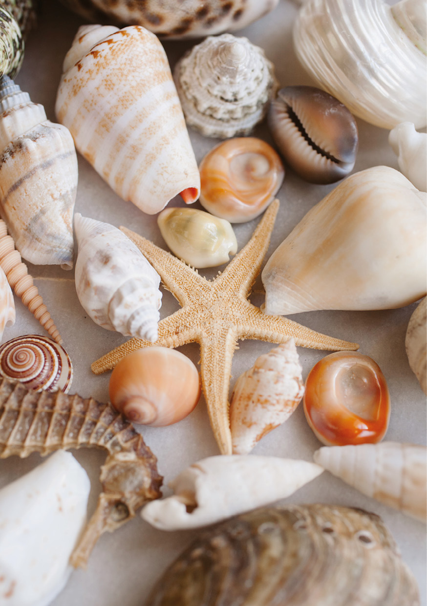 HB SPC/vinyl vízálló fali panel, Seashells and Starfish (2605 x 1868 mm)